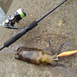 アオリイカは順調に成長